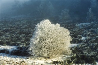 Aubrac plateau, snowy tree, Lozere department, Occitanie, France, Europe