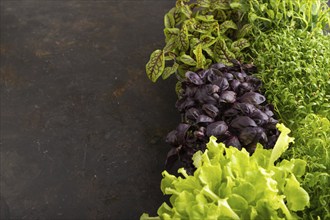 Set of boxes with microgreen sprouts of purple basil, lettuce, sorrel, pea, cilantro on black