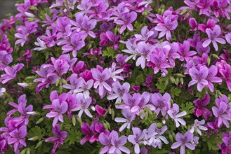 Flowering Pelargonium (Pelargonium cucullatum), Botanical Garden, Erlangen, Middle Franconia,