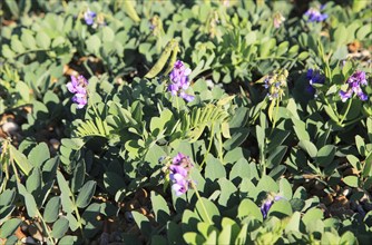 Sea Pea plant, Lathyrus japonicus, growing on beach at Shingle Street, Suffolk, England, UK