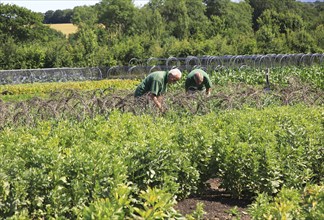 Volunteer workers in the vegetable garden, Sissinghurst castle gardens, Kent, England, UK