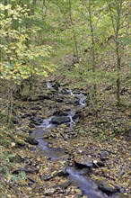 Klidinger Bach in autumn, Vulkaneifel, Rhineland-Palatinate, Germany, Europe