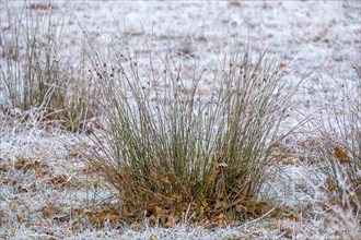 Rushes (Juncus) with hoarfrost, Zwillbrocker Venn nature reserve, Vreden, Münsterland, North