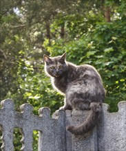 Gray spotted cat with yellow eyes sitting on a concrete fence against a background of green leaves