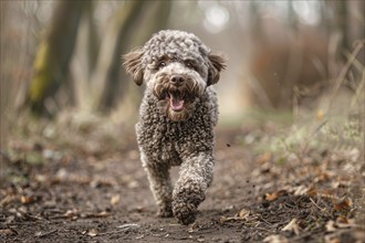 Lagotto Romagnolo dog running in forest. Generative Ai, AI generated