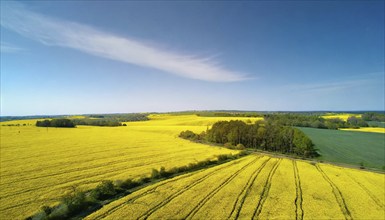 Agriculture, rape field, in full bloom, yellow, aerial view, AI generated, AI generated