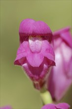 Large common snapdragon (Antirrhinum majus), flower, Provence, southern France