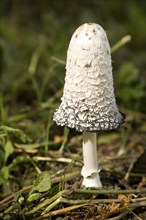 Shaggy ink cap mushroom (Coprinus Comatus), Suffolk Sandlings, England, UK