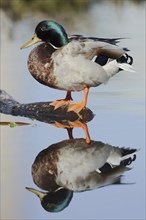 Mallard (Anas platyrhynchos), drake with mirror image, North Rhine-Westphalia, Germany, Europe