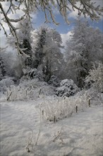 White winter snow countryside landscape