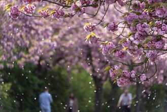 Japanese ornamental cherries, people walking along an avenue with pink cherry blossoms, bokeh