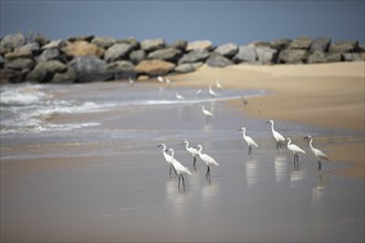 Great egret (Ardea alba, syn.: Casmerodius albus, Egretta alba) at Marari Beach or Strand,