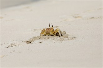 Horn-eyed Ghost crab (Ocypode brevicornis) digging in the sand at Marari Beach or Strand,