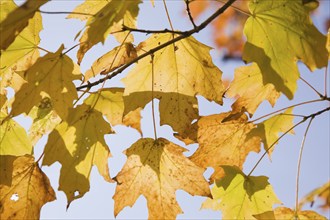 Close-up of backlit yellow Acer -Maple tree branches and leaves in autumn, Montreal, Quebec,