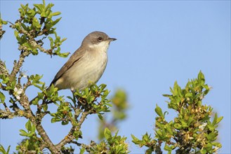 Lesser whitethroat (Sylvia curruca), perch, Quirnheimer Berg, Bad Dürkheim district,