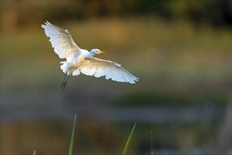 Cattle egret (Bubulcus ibis), flight photo, Raysut, Salalah, Dhofar, Oman, Asia