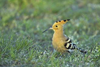 Hoopoe, (Upupa epops), on a perch, family Hoopoes, early raptors, Hides de El Taray / Lesser