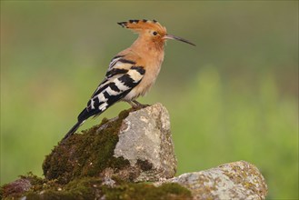 Hoopoe, (Upupa epops), on perch, hoopoe family, formerly raptors, Hides de El Taray / Lesser Kestr,