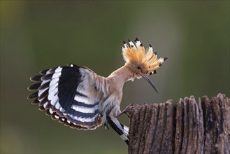 Hoopoe, (Upupa epops), on perch, hoopoe family, formerly raptors, Hides de El Taray / Lesser Kestr,