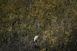 Great blue heron (Ardea herodias) and great egret (Ardea alba) lingering together on branches on