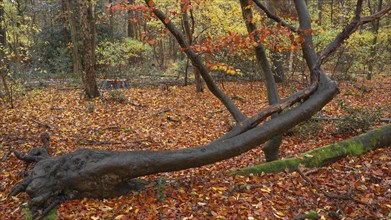 Nature photograph of a very crooked beech tree, Neustadt am Rübenberge, Lower Saxony