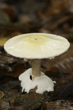 Wood mushroom (Agaricus silvicola), North Rhine-Westphalia, Germany, Europe