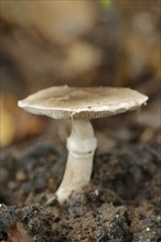 Ringed earth knightling or belted earth knightling (Tricholoma cingulatum), North Rhine-Westphalia,