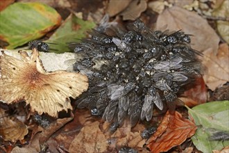 Blow flies (Calliphoridae) on common stinkhorn (Phallus impudicus), North Rhine-Westphalia,