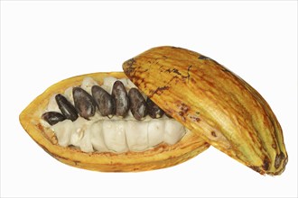 Cocoa tree (Theobroma cacao), halved cocoa fruit with pulp and cocoa beans