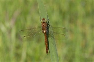 Norfolk hawker (Aeshna isoceles) dragonfly resting on an Iris plant leaf, Norfolk, England, United