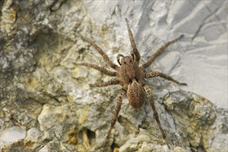 False tarantula or wolf spider (Alopecosa farinosa), female, Provence, southern France