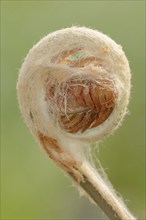 Cinnamon fern (Osmundastrum cinnamomeum, Osmunda cinnamomea), leaf emergence in spring, ornamental