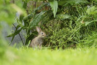 Rabbit (Oryctolagus cuniculus) juvenile baby animal feeding on a Cleaver plant in a garden,