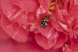 Seven-spot ladybird (Coccinella septempunctata) adult insect on a pink garden Camellia flower in