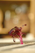 Fresh amaranth sprouts on wooden background under sunlight