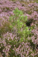 Young Scots pine surrounded by flowering heather, Scotland, Great Britain