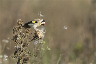 European goldfinch (Carduelis carduelis) adult bird feeding on a Spear thistle seed head,