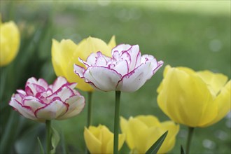 Tulips (Tulipa), flowers, colourful, garden, The tulips in the garden bloom in the colours yellow