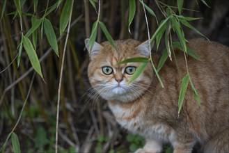 Domestic cat in the garden, North Rhine-Westphalia, Germany, Europe