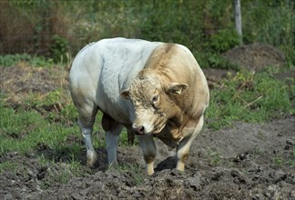 Charolais bull, Charolais cattle, Lászlómajor Meierhof, Sarród, Fertö-Hanság National Park,