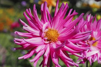 Deer antler dahlias (Dahlia), North Rhine-Westphalia, Germany, Europe