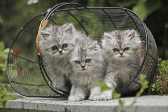 Persian cat, long-haired cat, kittens