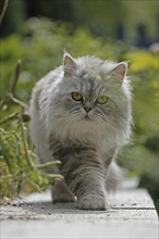 Persian cat, long-haired cat