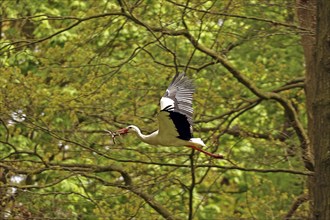 White stork (Ciconia ciconia), flying