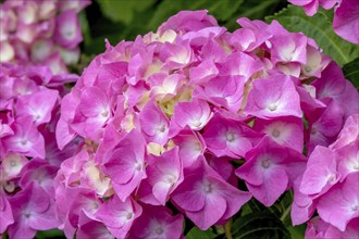 Hydrangea, Hydrangea, North Rhine-Westphalia, Germany, Europe