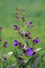 Upright bearded thread (Penstemon strictus), flower, flowering, Germany, Europe