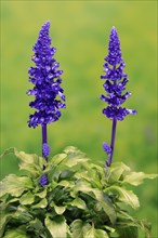 Mealycup sage (Salvia farinacea), flowering, Elllerstadt, Germany, Europe