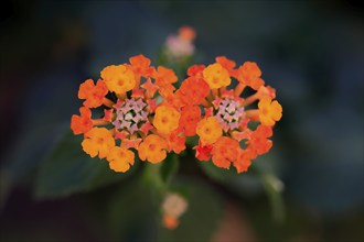 Spanish flag (Lantana camara), blooming, flower, Elllerstadt, Germany, Europe