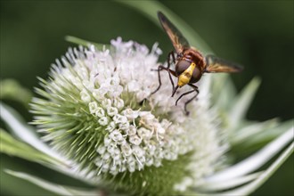 Hornet mimic hoverfly (Volucella zonaria) on teasel (Dipsacus sylvestris), Emsland, Lower Saxony,