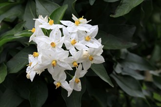 Solanum laxum (Solanum laxum), flowering, flower, Ellerstadt, Germany, Europe